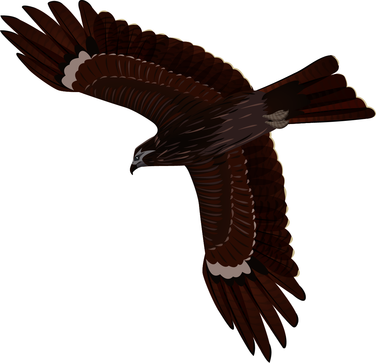 BlackKite